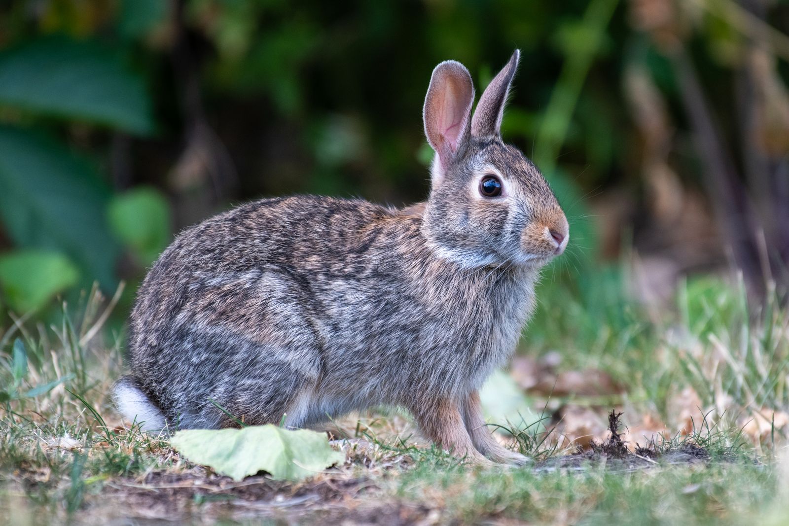 Brown Rabbit · Free Stock Photo