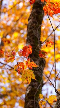 Bright autumn leaves on a maple tree with golden sunlight filtering through, capturing the essence of fall.