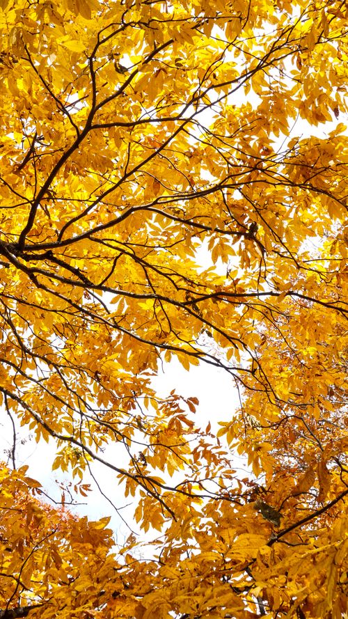 Free Stunning golden autumn leaves on tree branches against a bright sky, capturing fall's vibrant colors. Stock Photo