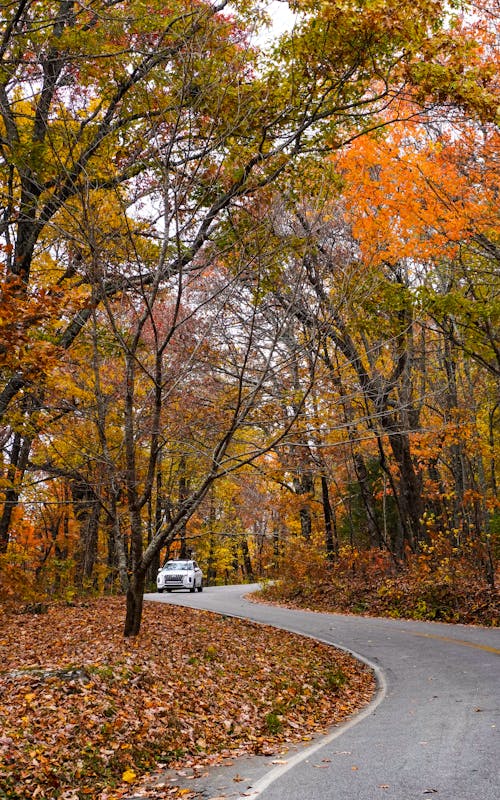 Free Road in Colorful Forest Stock Photo