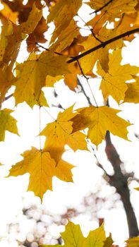 Golden maple leaves captured in fall, showcasing autumn's beauty.
