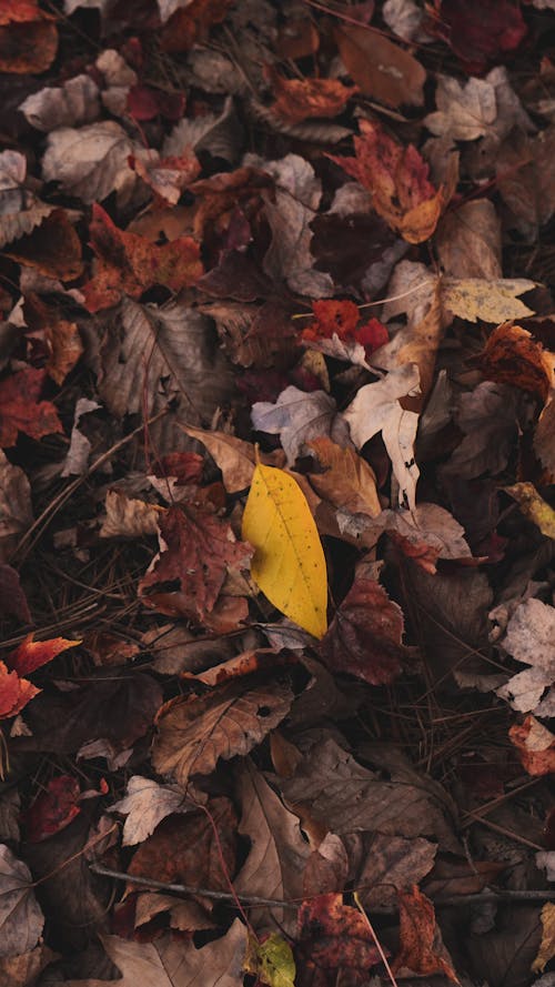 Yellow Leaf among Dried Leaves