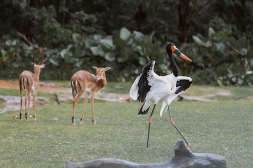 antilop, doğa, hayvanat bahçesi içeren Ücretsiz stok fotoğraf