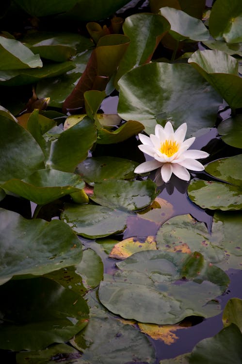 Immagine gratuita di acqua, fiore, fiore di loto