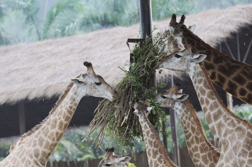 Free Giraffes gathered around a feeding station enjoying fresh greens in a zoo setting. Stock Photo