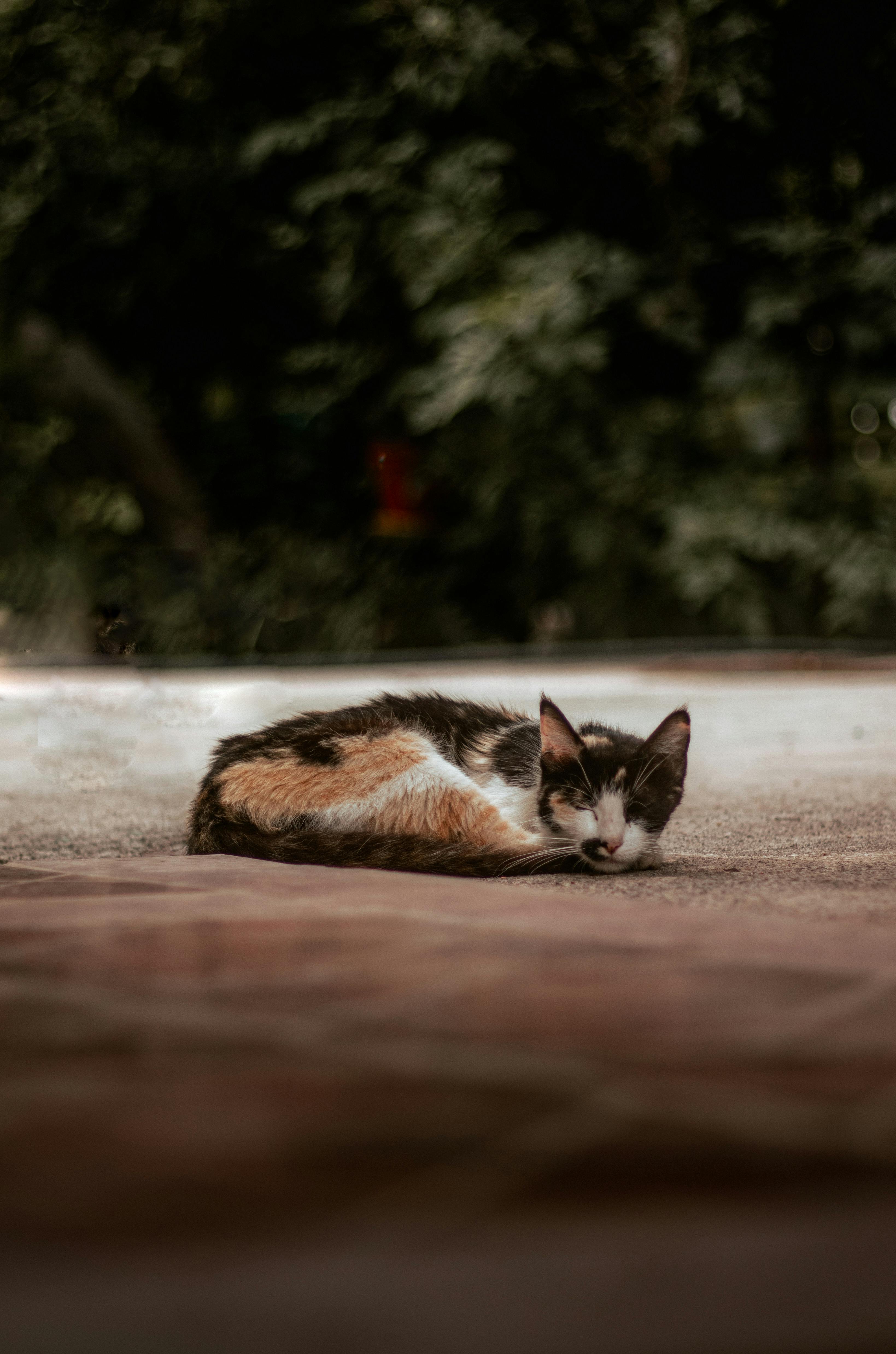 a cat sleeping outdoors