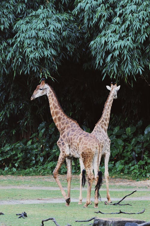 Foto d'estoc gratuïta de animal, fotografia de la vida salvatge, girafa