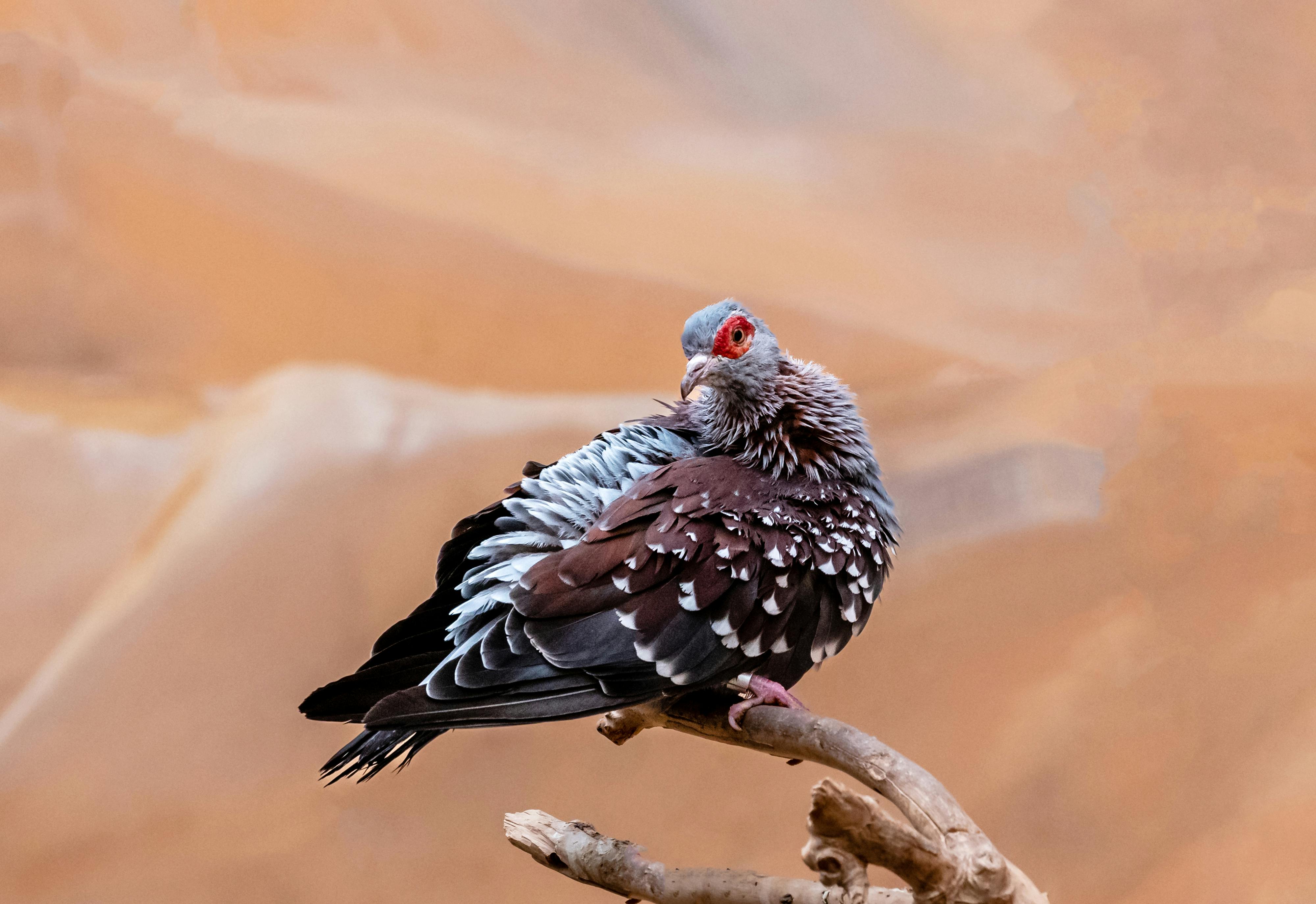 Animated Wallpaper Photos, Download The BEST Free Animated Wallpaper