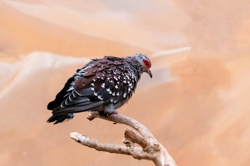 Pigeon on Bare Branch