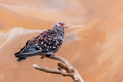 다이아몬드 비둘기, 동물 사진, 새의 무료 스톡 사진