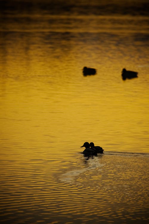 Silhouette of Ducks Swimming in the Lake at Dusk 