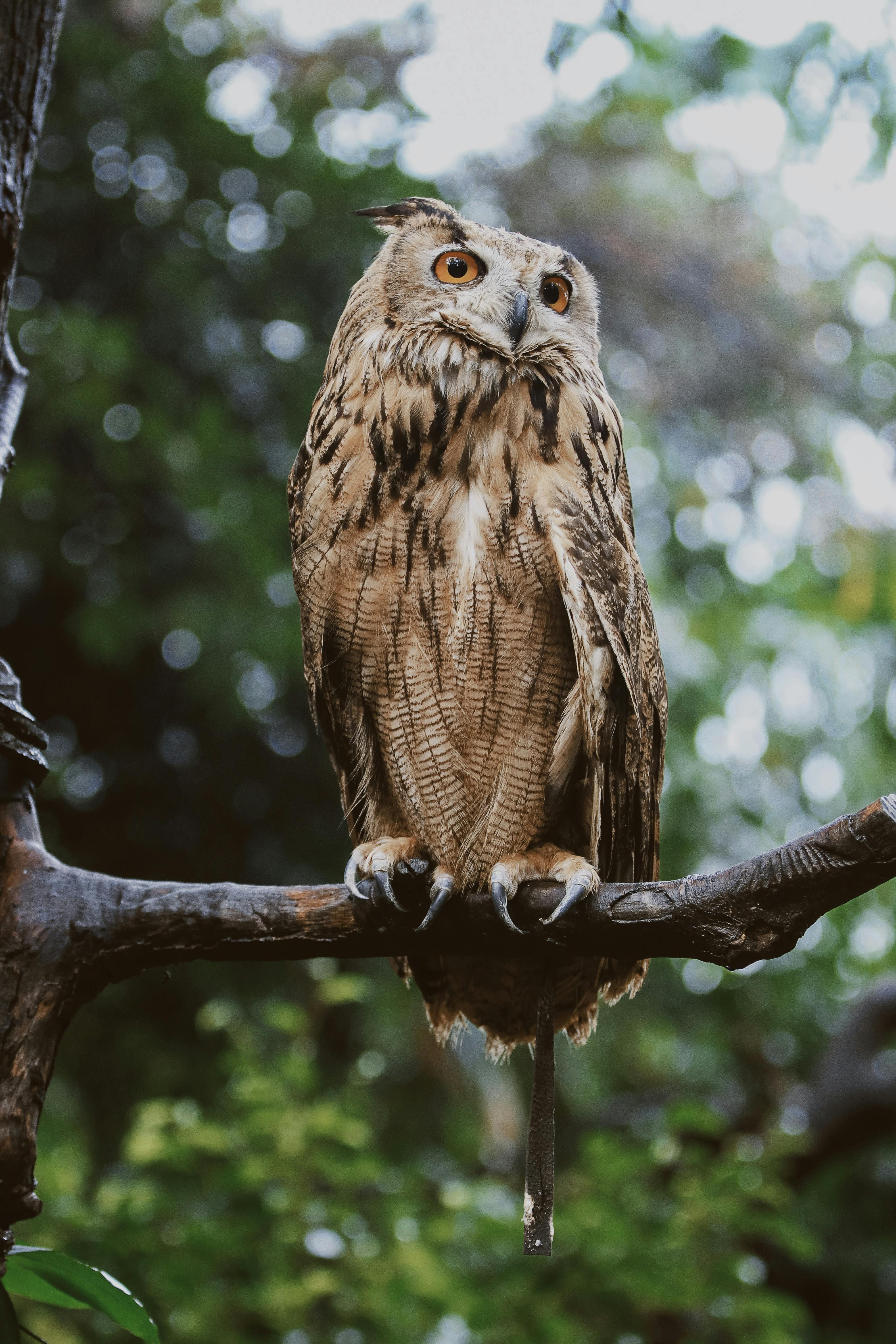 A captivating photograph of an owl perched on a branch in a lush forest setting.