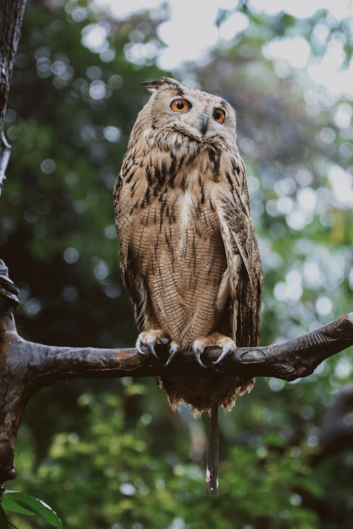 An Owl in a Zoo