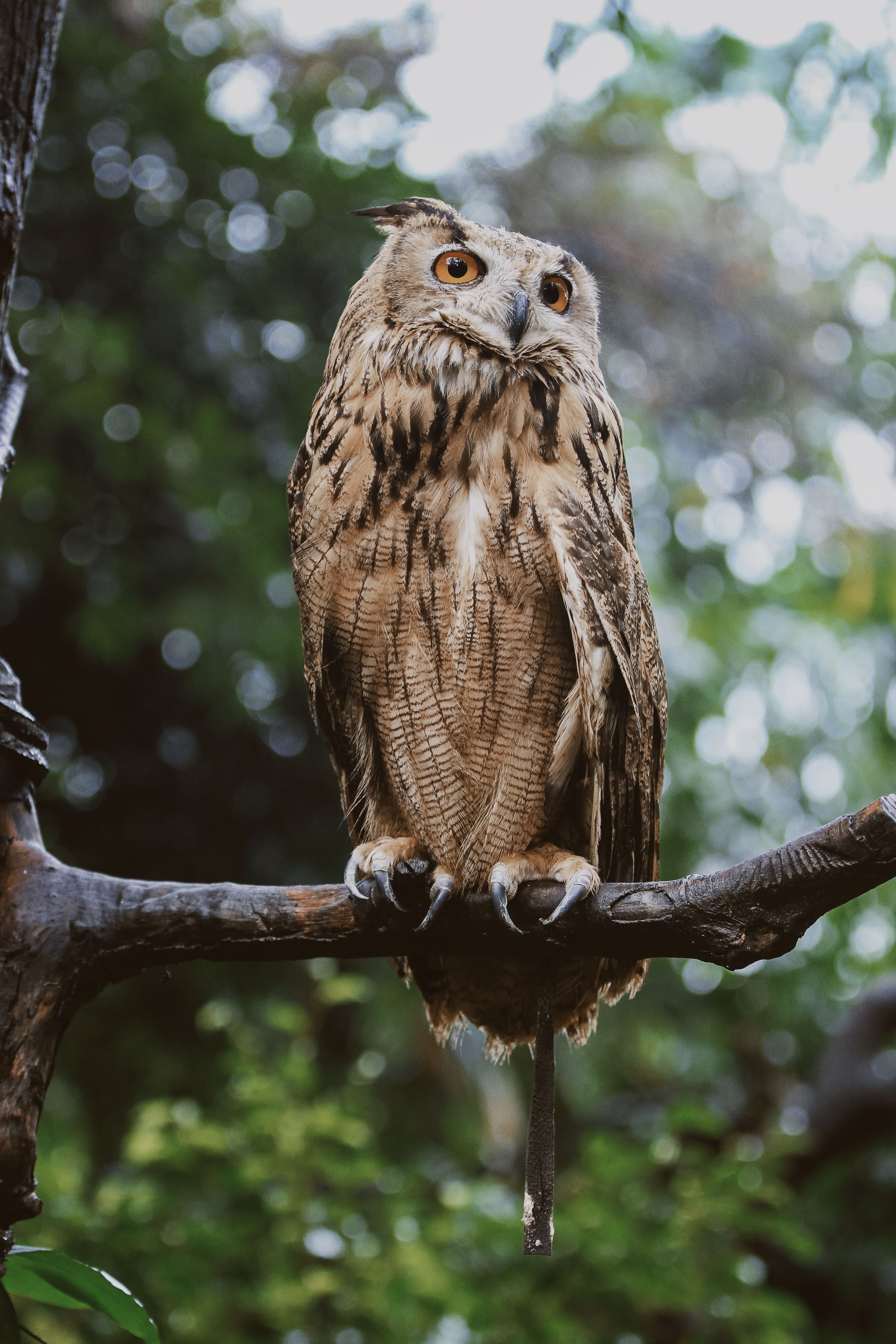 bezplatná Základová fotografie zdarma na téma bdělý, biodiverzity, divočina Základová fotografie