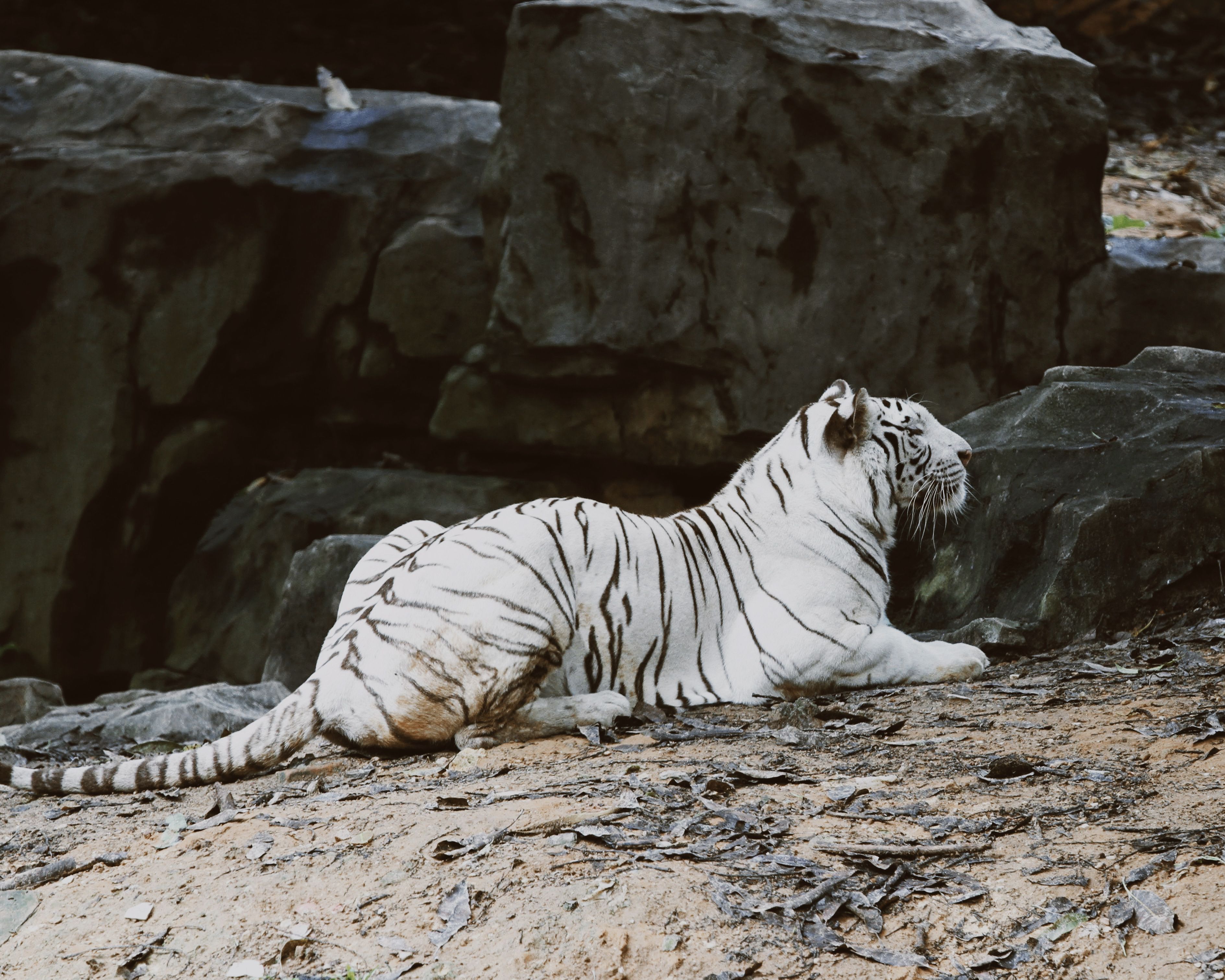 orange-and-black-bengal-tiger-walking-on-green-grass-field-during