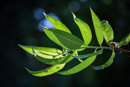 Leaves