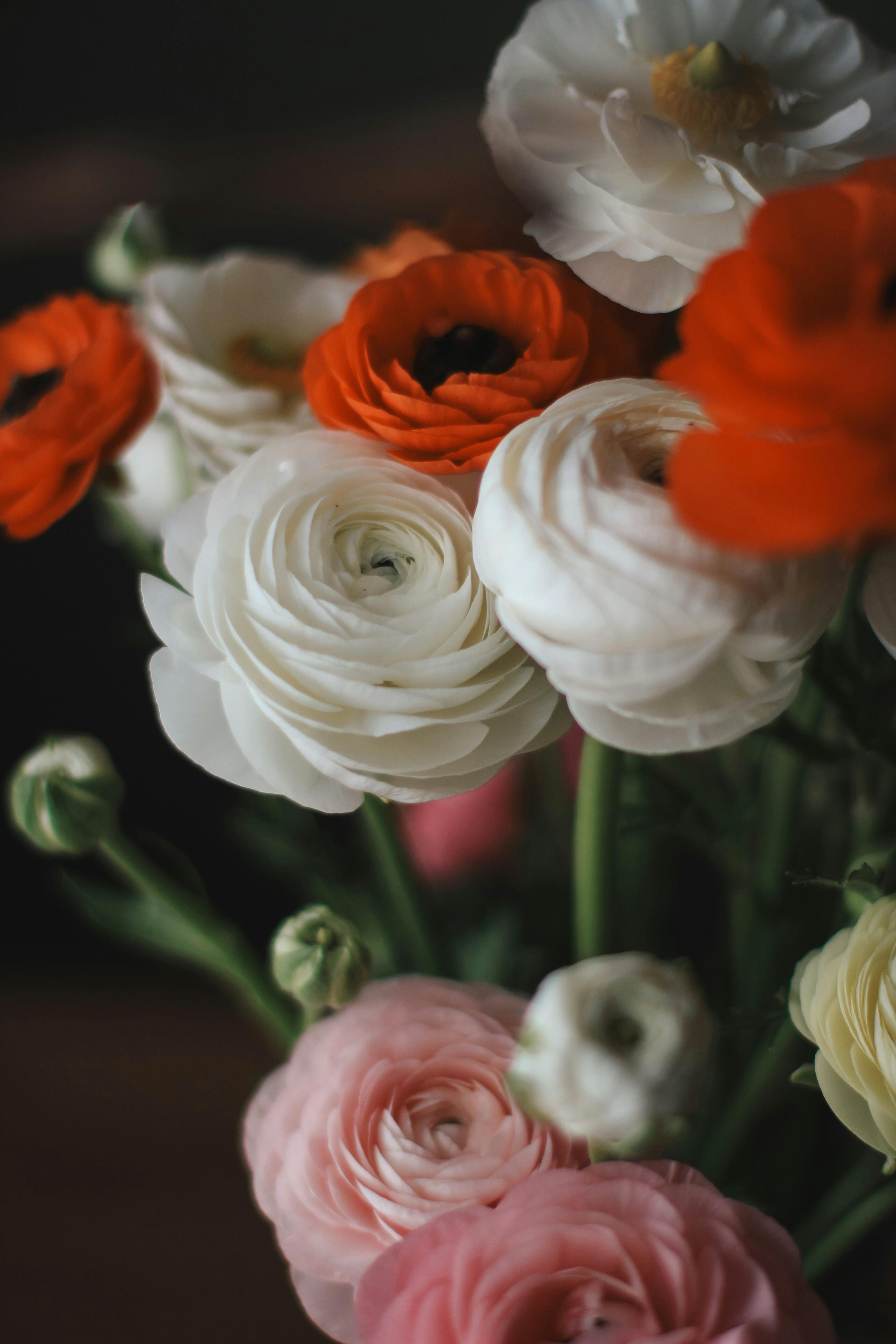 Close-up of colorful ranunculus flowers in bloom showcasing vibrant petals and fresh elegance.