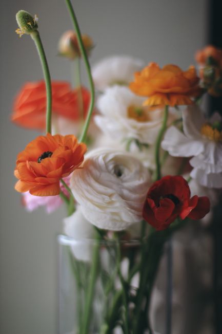 Vibrant ranunculus flowers in a glass vase indoors, perfect for decoration.