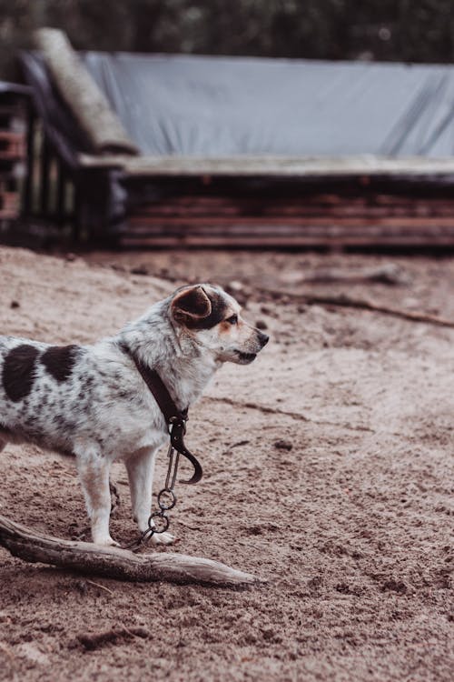 Kostenloses Stock Foto zu boden, haustier, hund