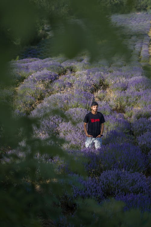 Man Stands in Lavender Meadow