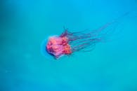 一只孤独的水母在碧绿的海水中优雅地滑行