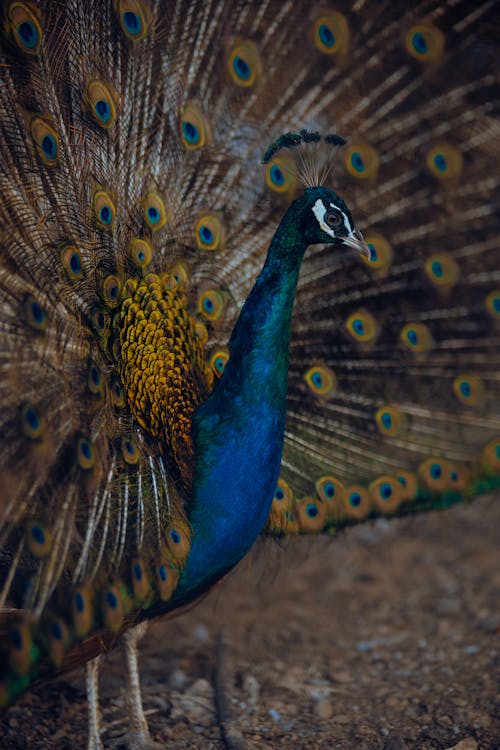 Close up of Peacock