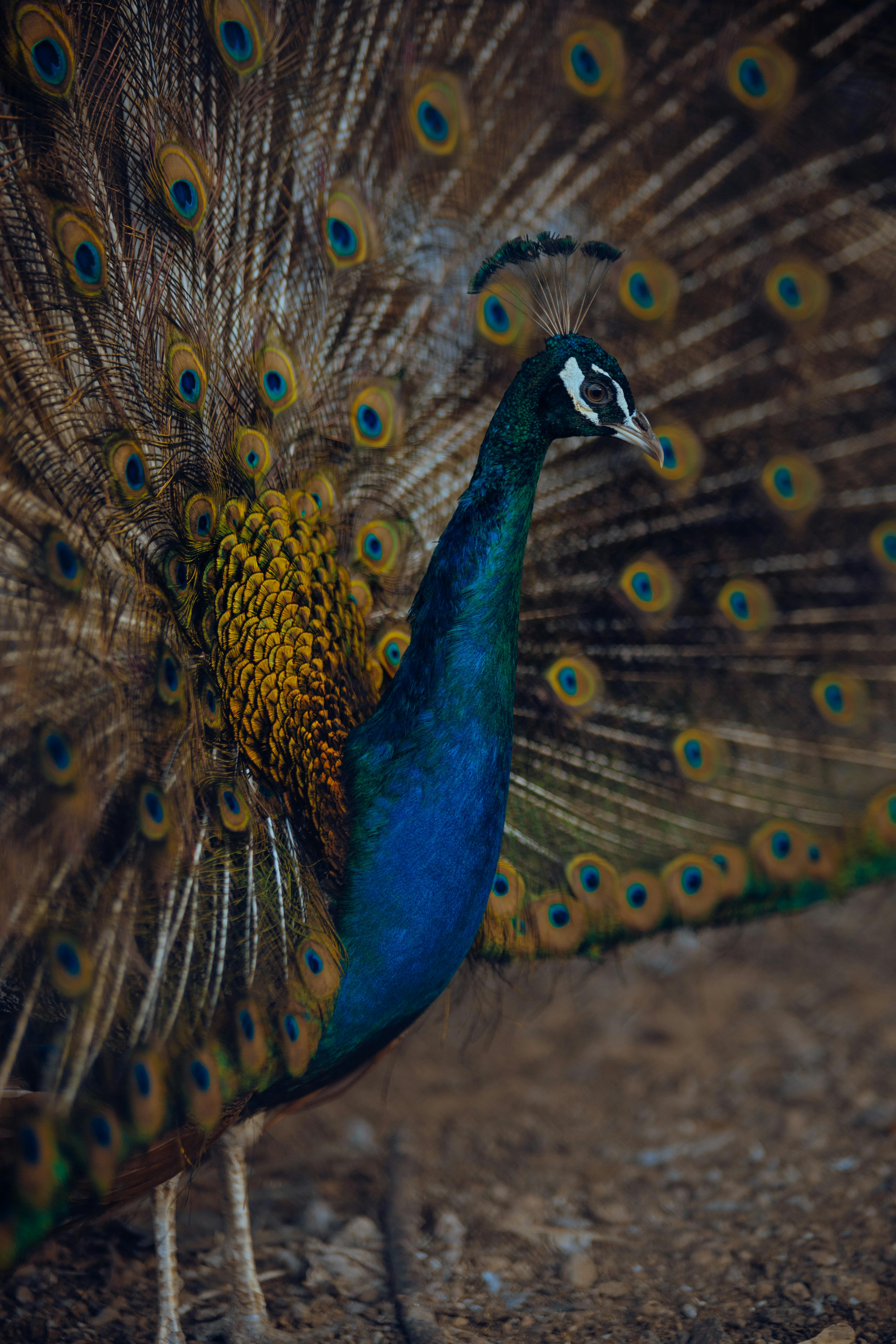 orange peacocks