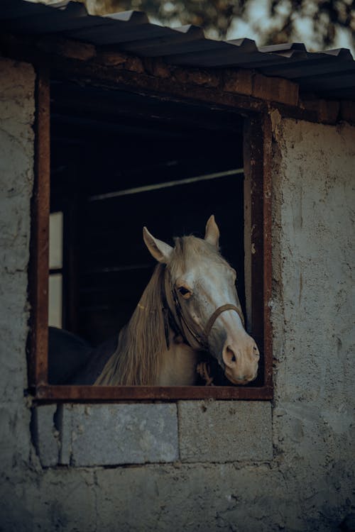 Ilmainen kuvapankkikuva tunnisteilla eläin, hevonen, ikkuna