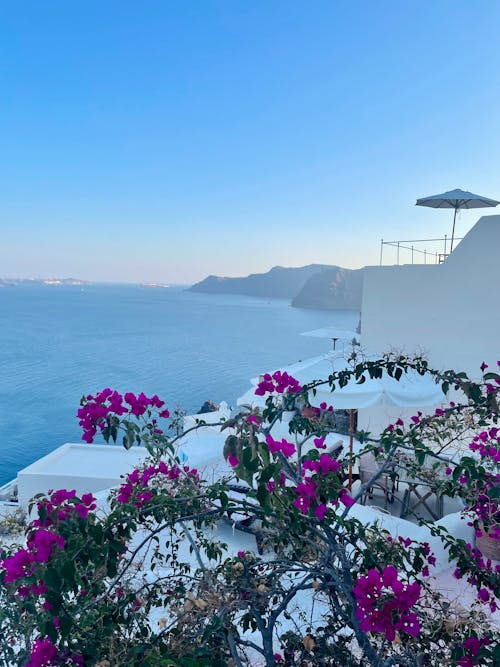 Foto profissional grátis de à beira-mar, árvore em flor, casa branca