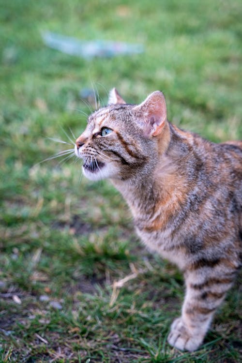 Cat on Grass