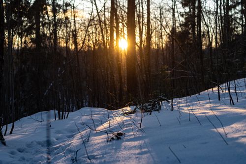 Free Captivating winter scene with sunlight piercing through a snowy forest at sunset. Stock Photo