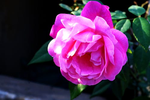 Kostenloses Stock Foto zu pinke rose, rose, rosen hintergrundbilder