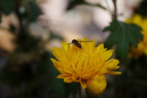 Kostenloses Stock Foto zu gelbe blumentapete