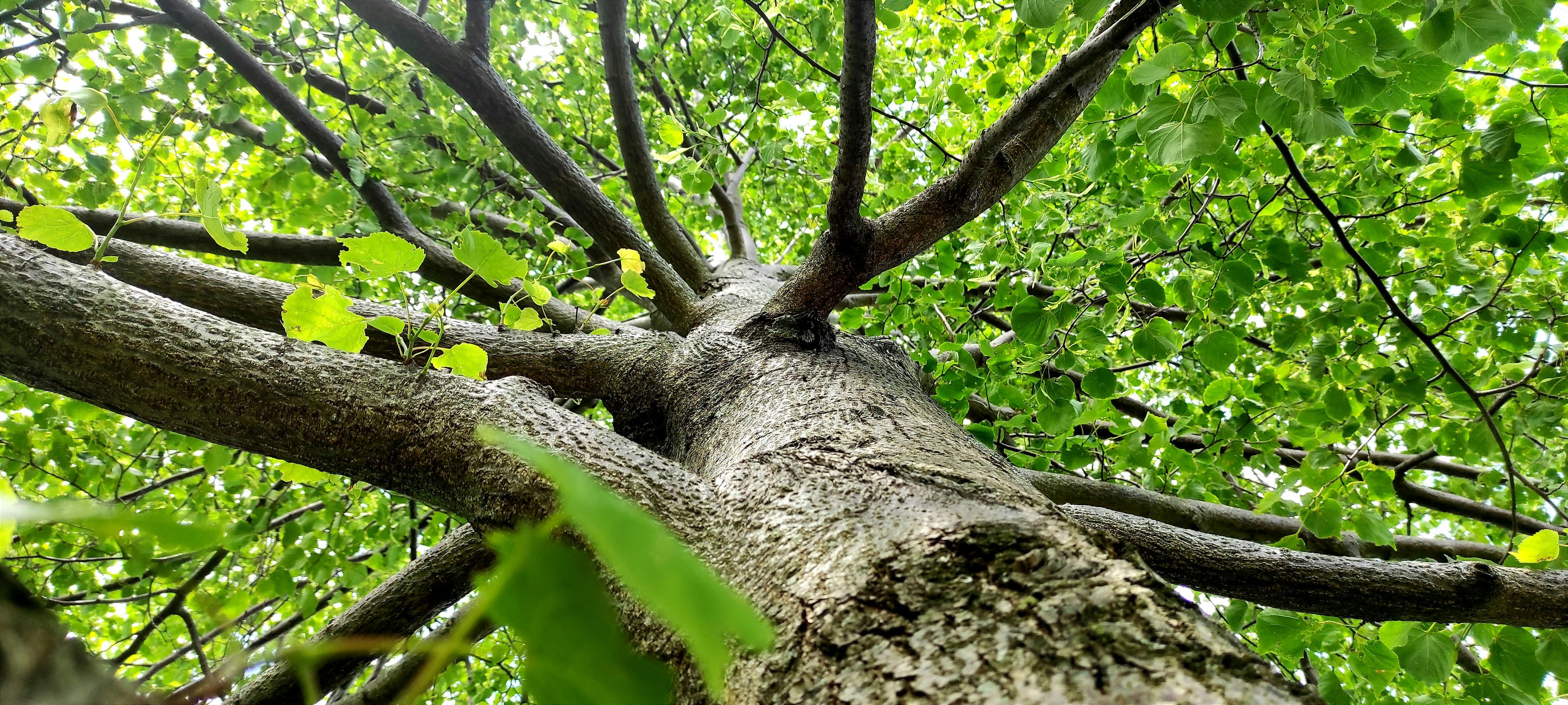 AI generated animation