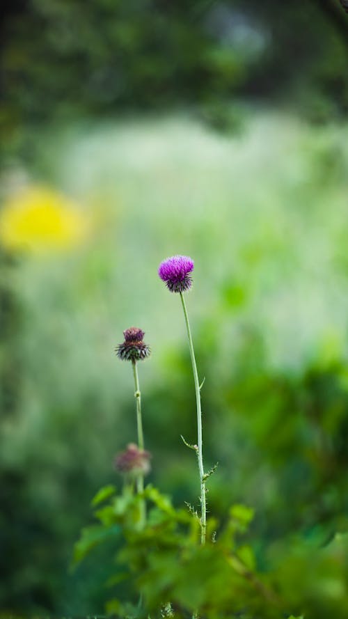 Close up of Two Flowers