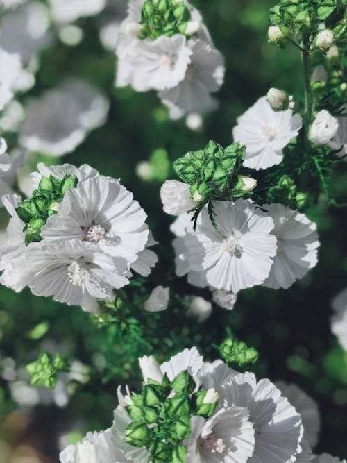 Blooming White Malva Flowers