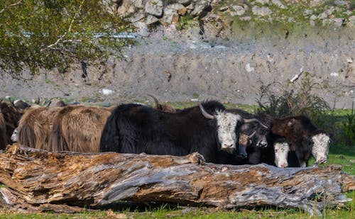 Imagine de stoc gratuită din animale, buștean, câmp