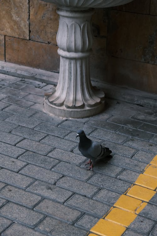 動物の写真, 垂直ショット, 歩道の無料の写真素材