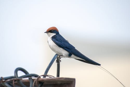 Close up of Swallow