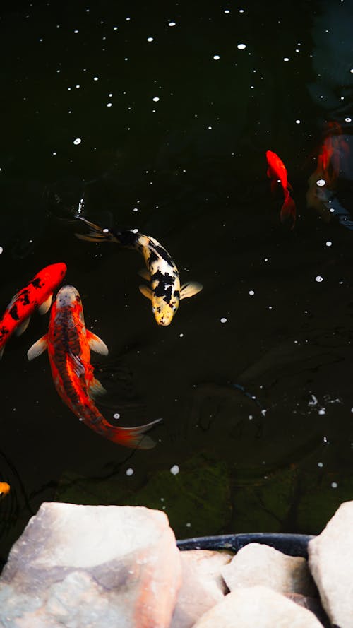 Fotos de stock gratuitas de acuario, bajo el agua, decoración