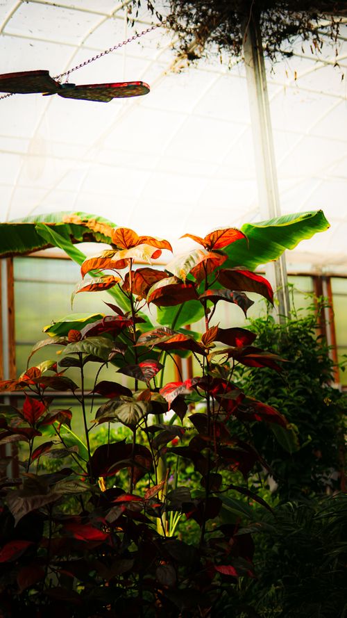 Free Vibrant tropical plants with broad leaves in a sunlit greenhouse setting. Stock Photo