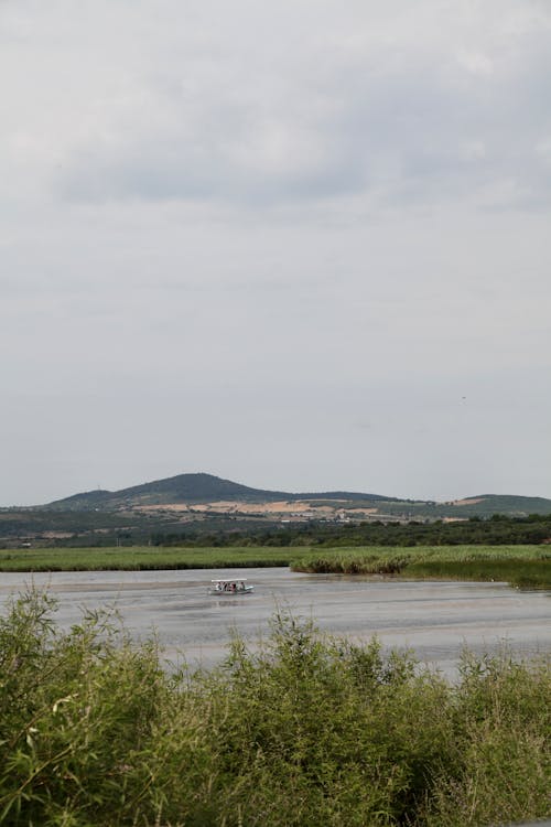 Darmowe zdjęcie z galerii z drzewa, natura, pionowy strzał