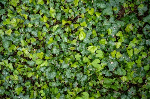 Lush Foliage of Ivy