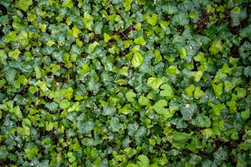 Gratis lagerfoto af efeu, frodig, grønne blade