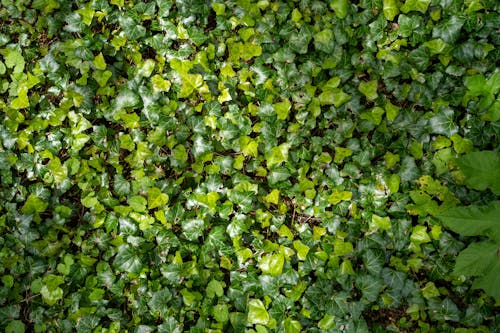 Close up of Green Leaves