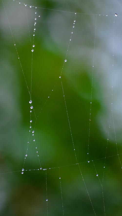 Drops on Spider Web