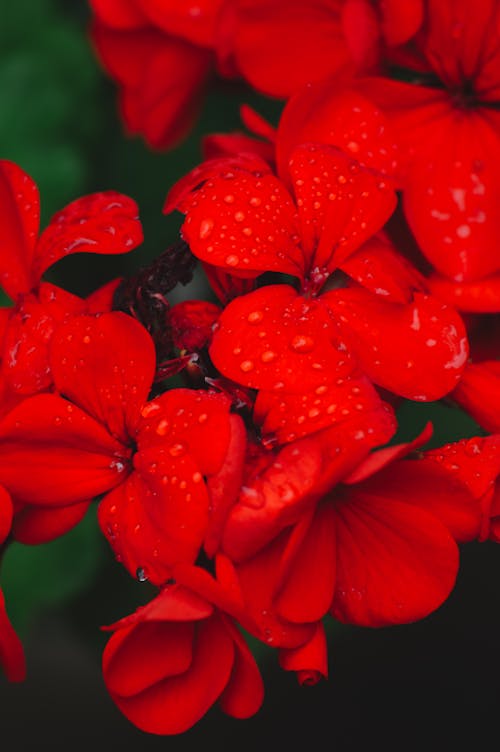 Raindrops on Red Flowers