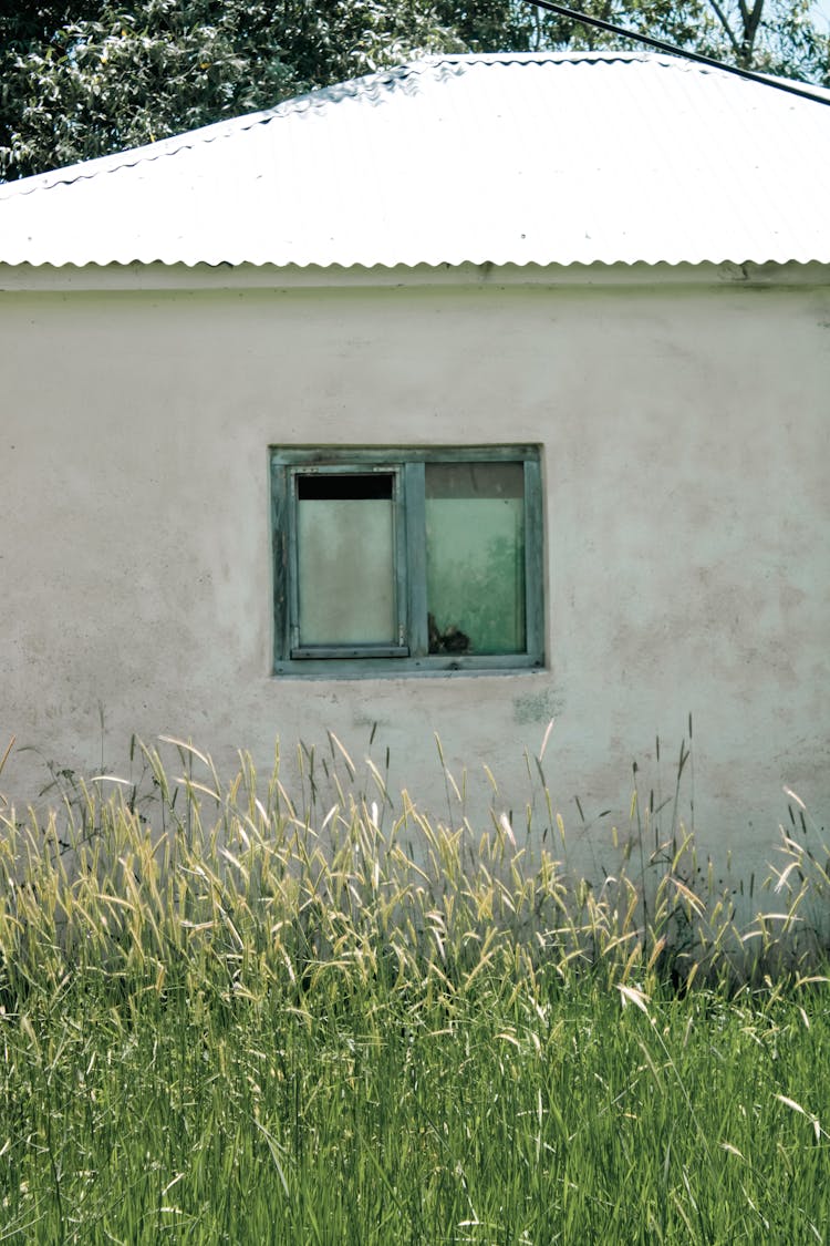 Grasses Near House Wall