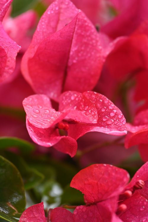 Free Red Bougainvillea flowers with water droplets, evoking freshness and beauty in nature. Stock Photo