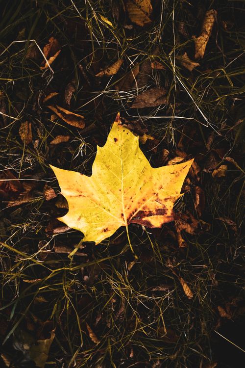 Free A single vibrant yellow maple leaf rests on a forest floor amidst autumn foliage. Stock Photo